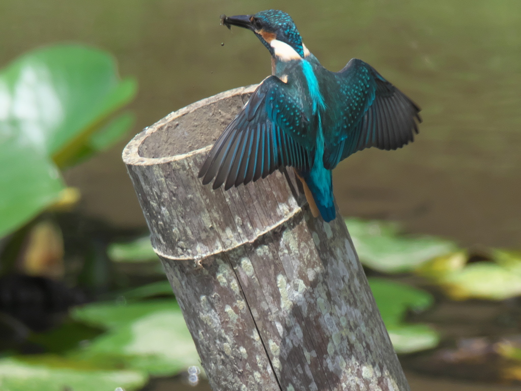 浮上 53-6（子 エビ獲れたよ）