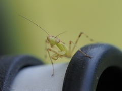 カワセミ待ちの虫撮り 7