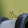 カワセミ待ちの虫撮り 7