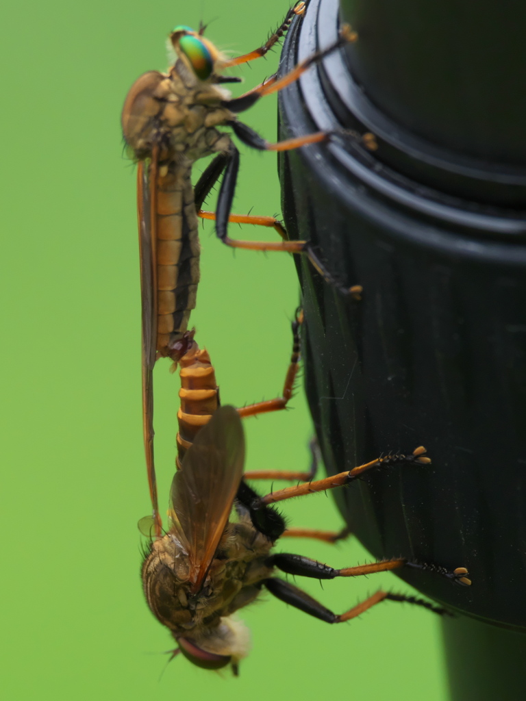 カワセミ待ちの虫撮り 21