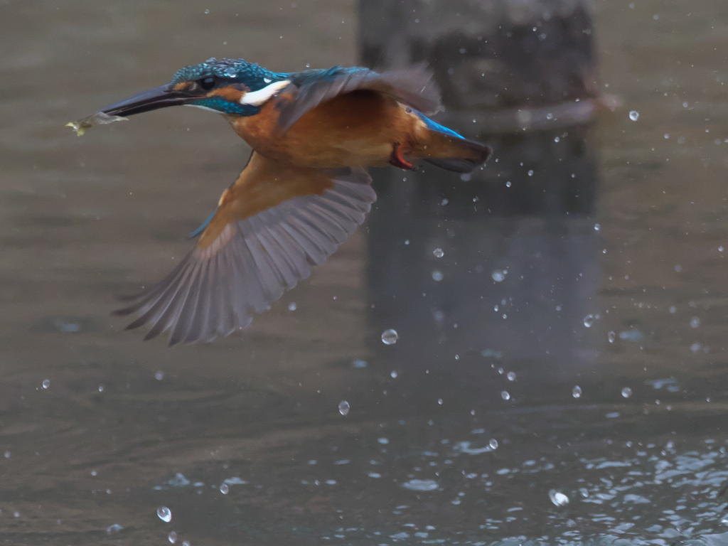 浮上 328（父親）