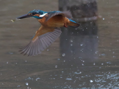 浮上 328（父親）