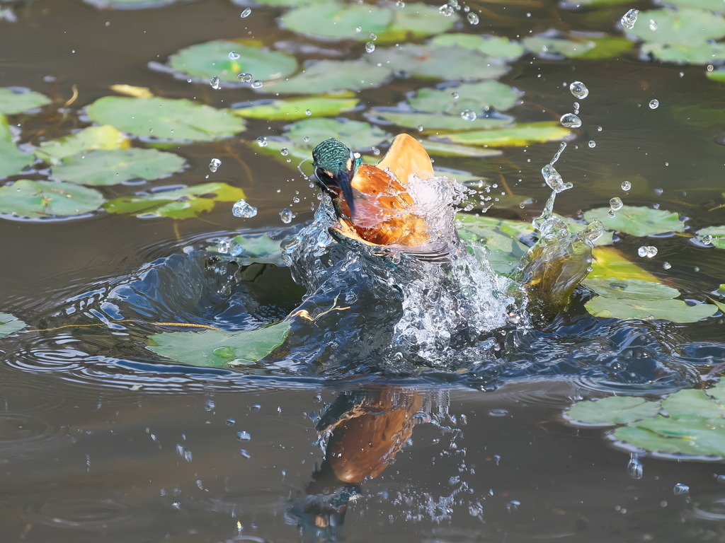 飛び込みシーケンス 38-2