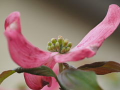 玄関から5mの世界（花）ハナミズキ