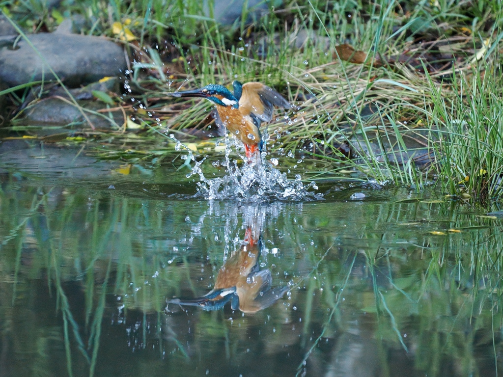 飛び込みシーケンス 40-3