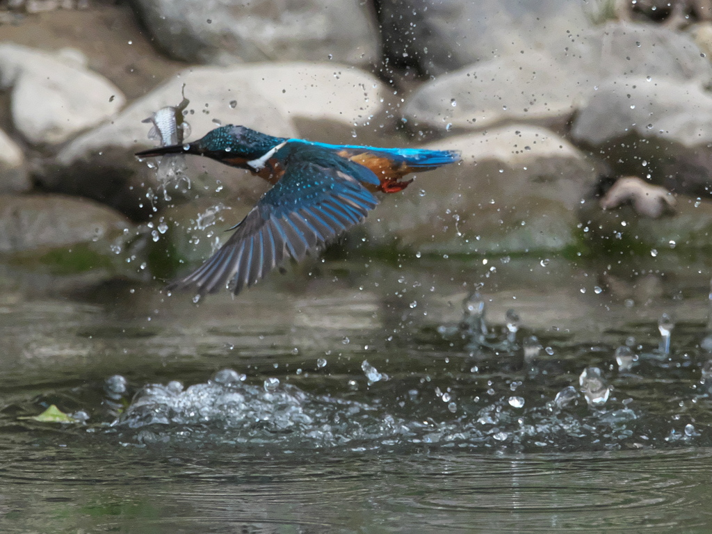 浮上 465-2（父親）