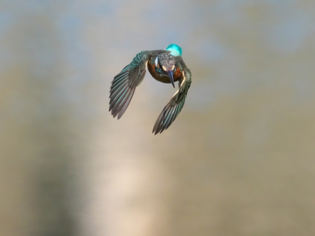 ロックオン 14（嫁候補脱落？娘？）