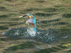 浮上 426-1（父親）