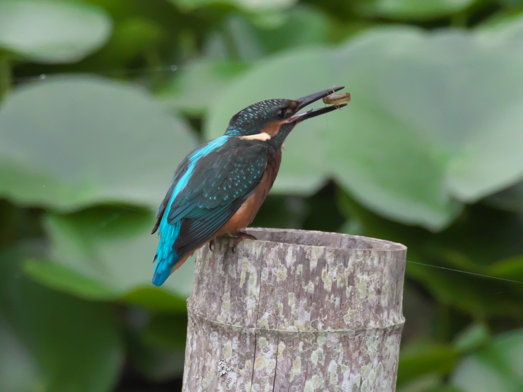 エビ獲れたよ 12（雛）