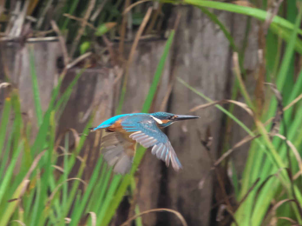 水平飛行 7（父親）