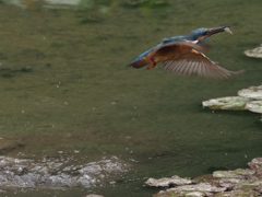 飛び込みシーケンス 1-8