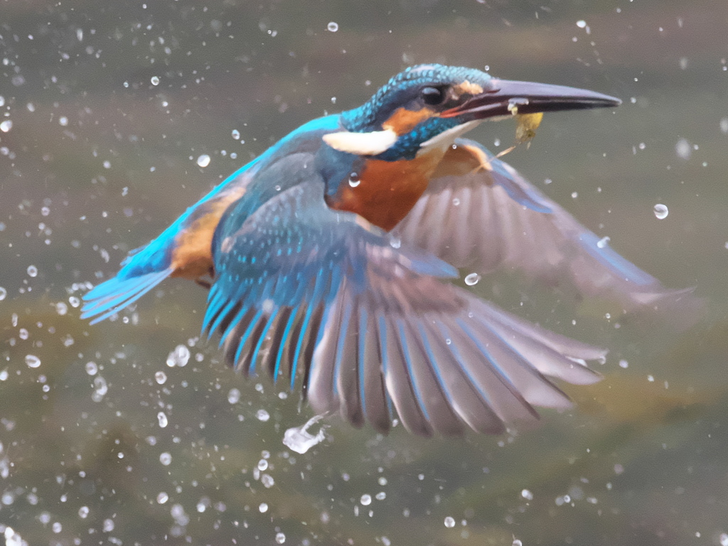 浮上 251（父親）