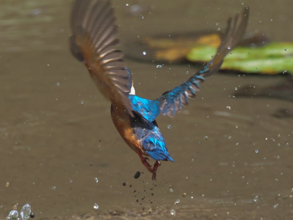 浮上 50-2（父親）