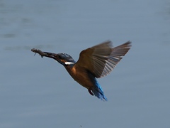 お魚採れたよ 9