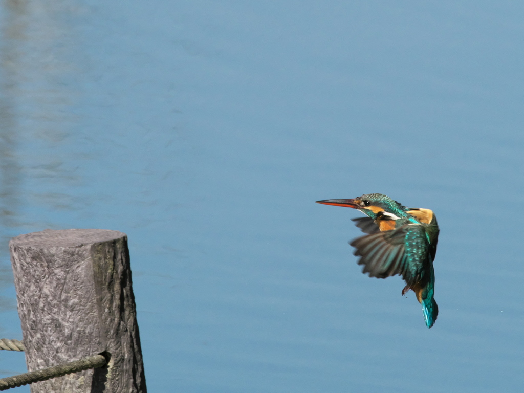 止り木へ 18（嫁候補）