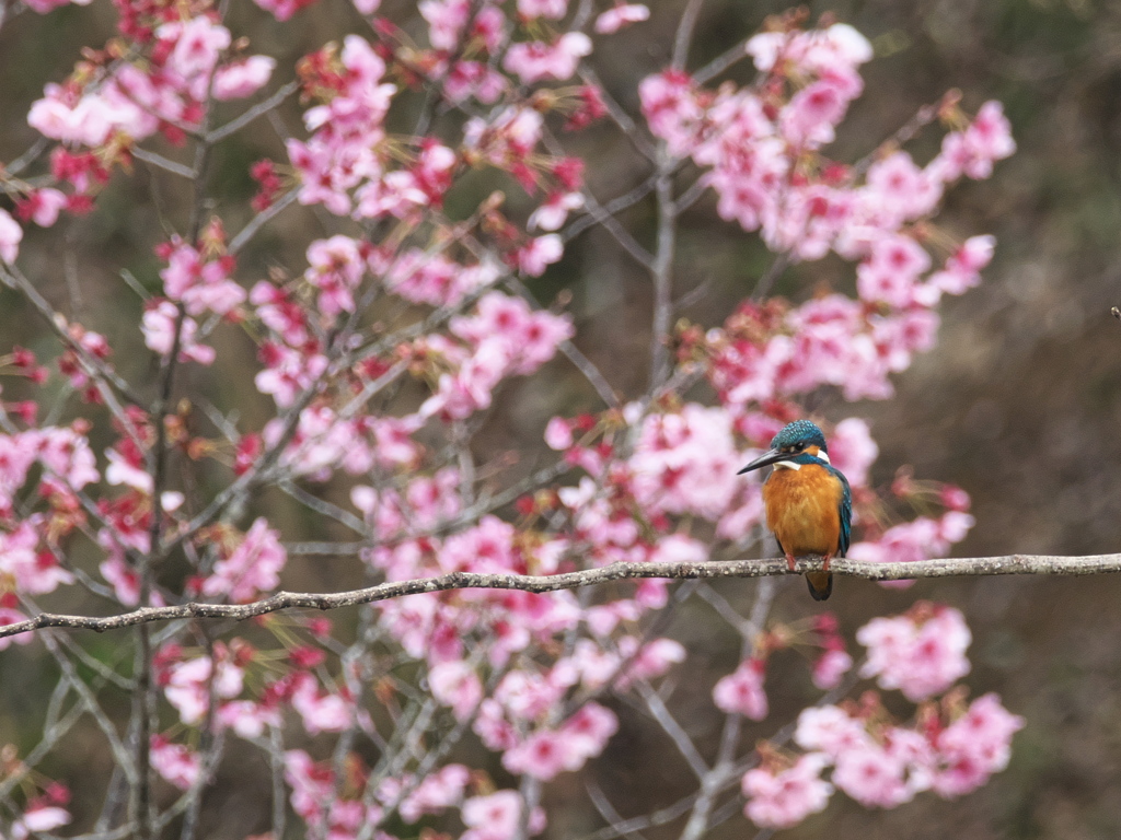 サクカワ 2（父親）