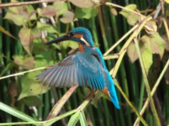 止り木 46（父親）