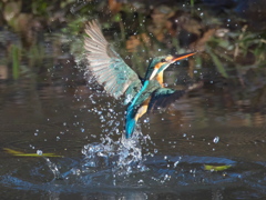 浮上 256-1（嫁候補）