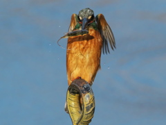 止り木 159（父親）