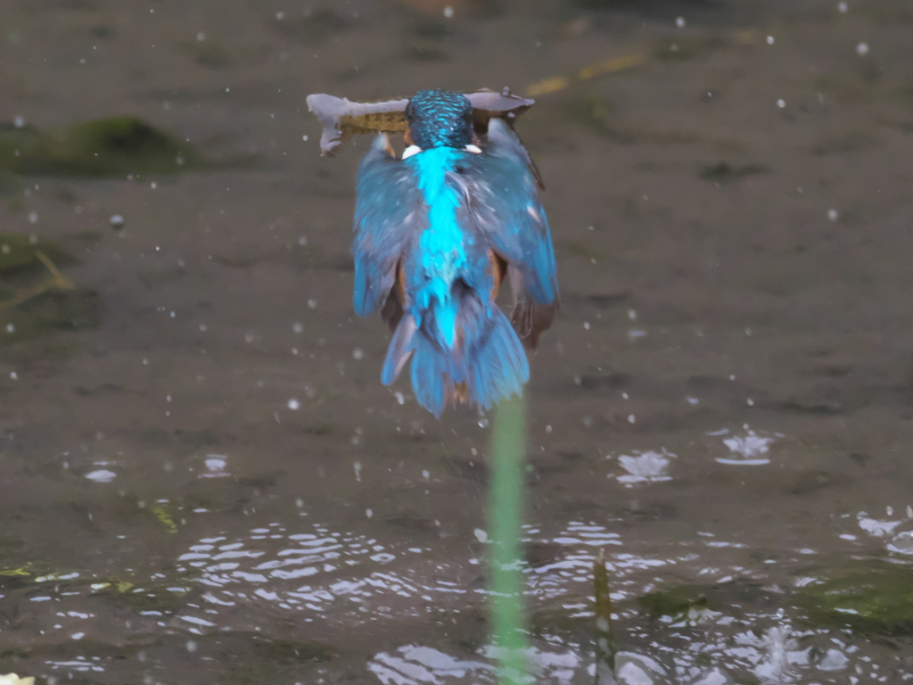 ザリガニ獲れたよ 16-1