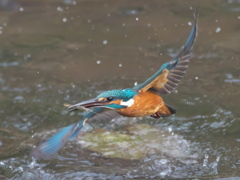 浮上 224（父親）