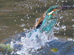 浮上 194-1（父親）