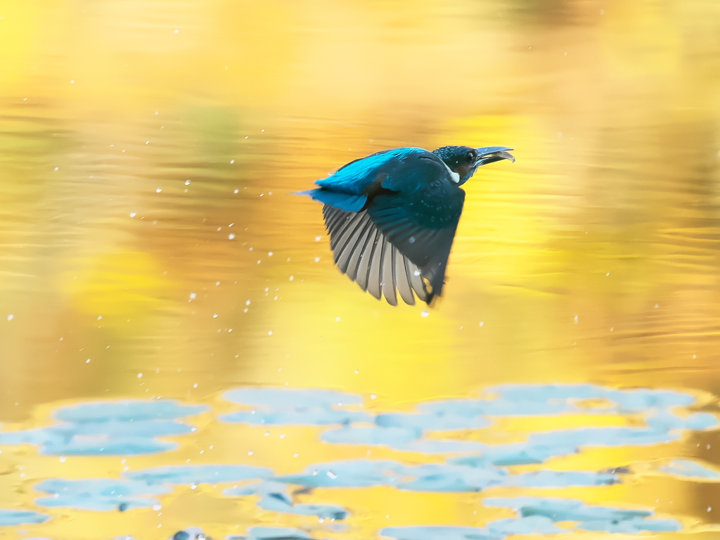 エビ獲れたよ 62-1