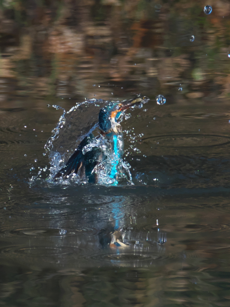 浮上 259-1（嫁候補）