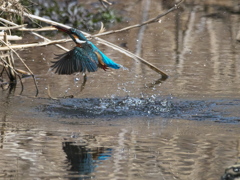 浮上 430-3（嫁候補）