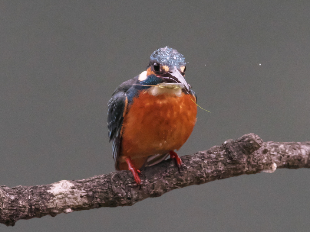 止り木 171（父親）