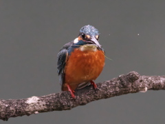 止り木 171（父親）