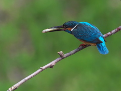 お持ち帰り 3（父親）