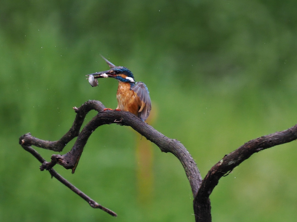 止り木へ 115-4（お魚二匹）