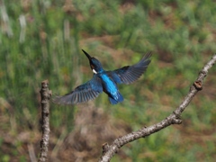 見晴らしの良いもっと高い枝へ