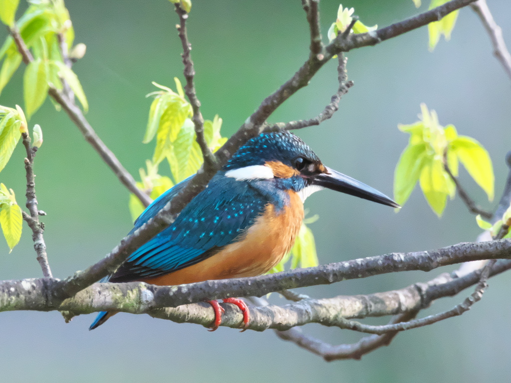 止り木 194（Boy）