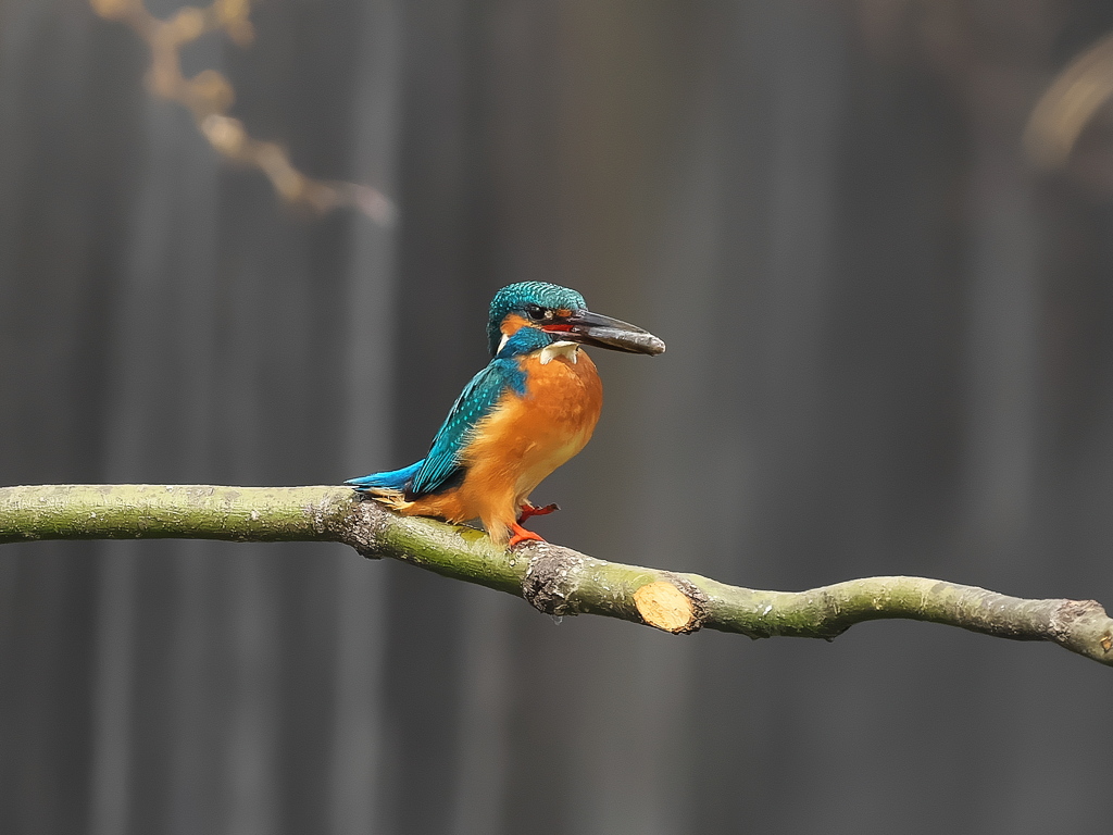 お持ち帰り 23-1