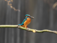 お持ち帰り 23-1