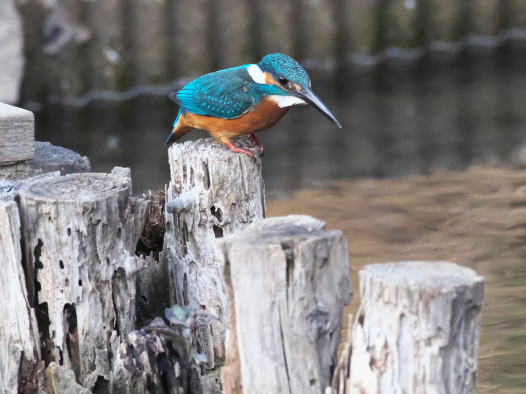 止り木 165（父親）