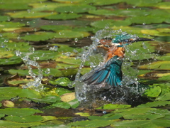 浮上 130-1（父親）