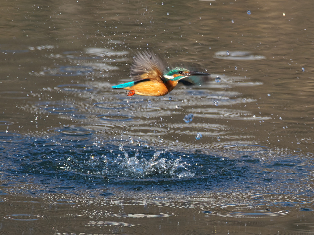 浮上 412-2（父親）