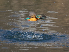 浮上 412-2（父親）