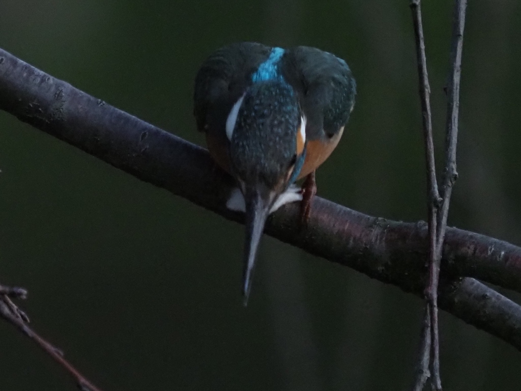 暗くて魚見つけ難いなぁ