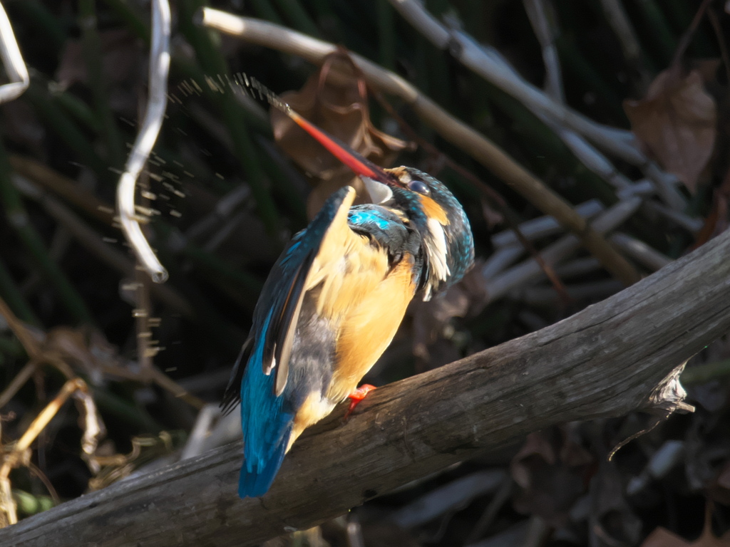 止り木 106（嫁候補）