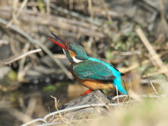 石の上 4（隣の池 メス）