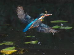 浮上 177（嫁候補）