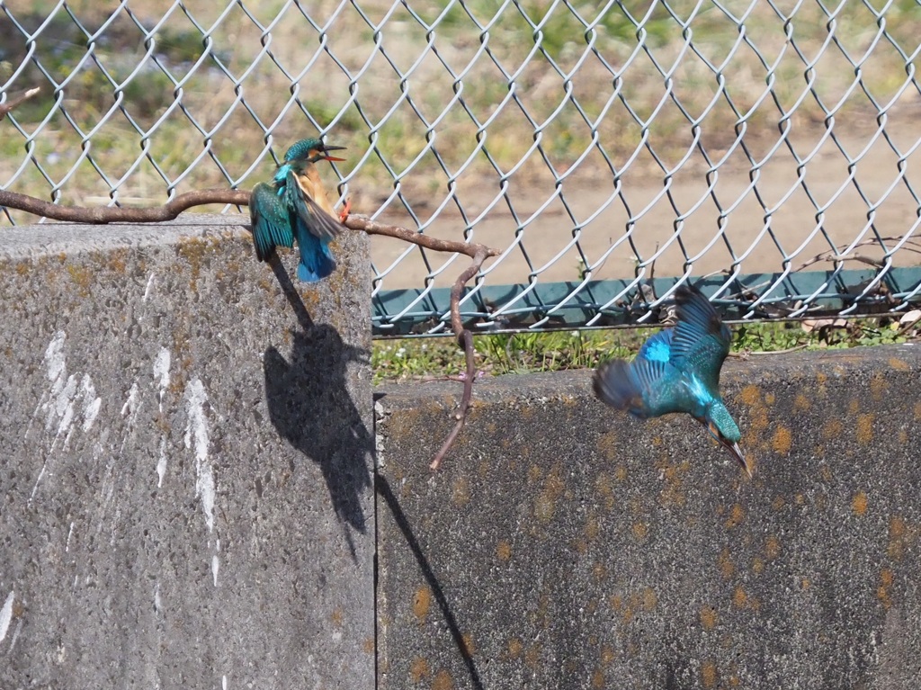 仲が良いのか悪いのか？