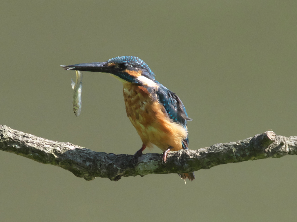 お魚獲れたよ 18-2（父親）