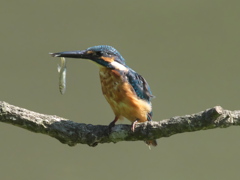 お魚獲れたよ 18-2（父親）