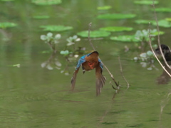 飛び込みシーケンス 5-3（父親）