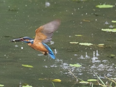 お魚採れたよ 12-2